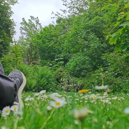 Vor Lauter Baeumen Zorge