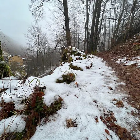Vor Lauter Baeumen Zorge