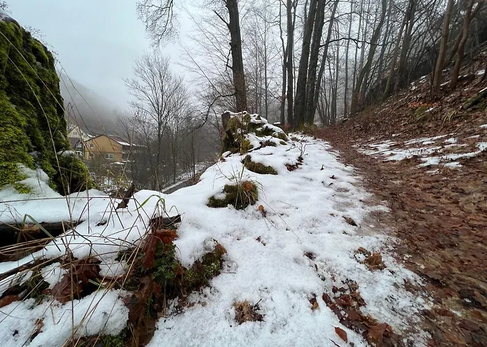 Vor Lauter Baeumen Zorge